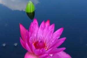 Growing different varieties of water lilies in a pond: photos, videos