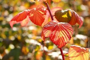 Proč listy maliníku červenají Jak bojovat s listy na malinách?