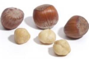 How hazelnuts (hazel) bloom, biological features